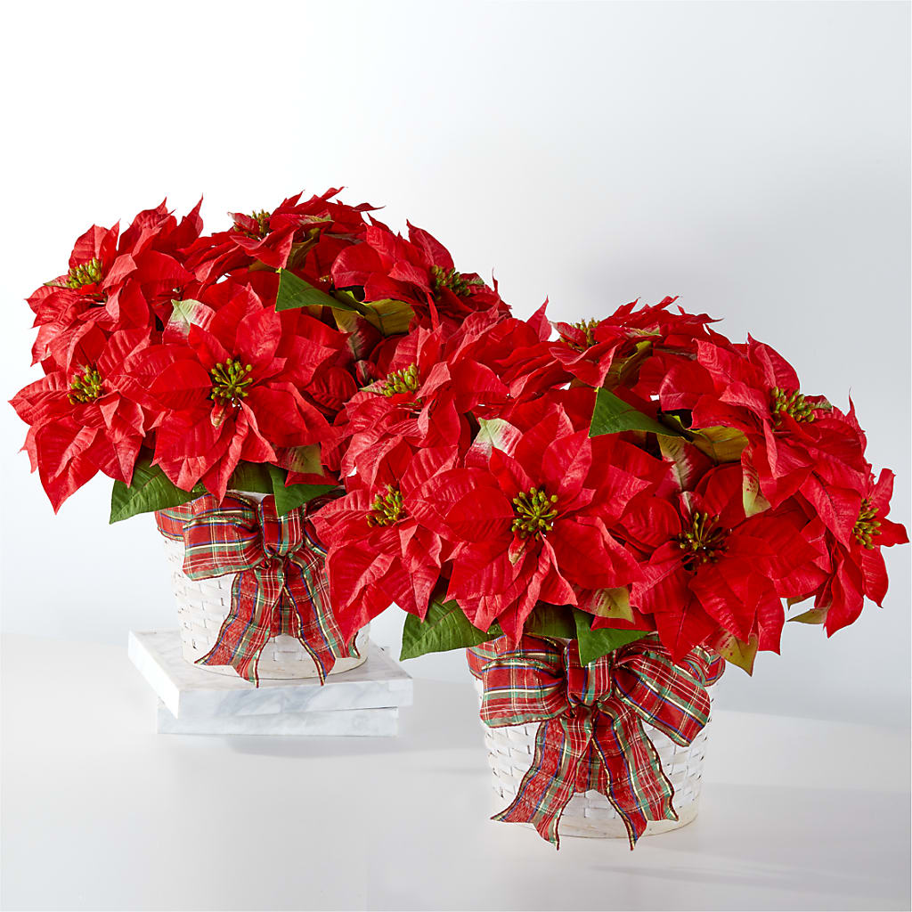 Happiest Holidays Poinsettia Bundle – Paola Parra Flowers, Clermont FL