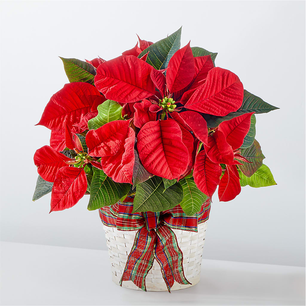 Happiest Holidays Poinsettia – Paola Parra Flowers, Clermont FL