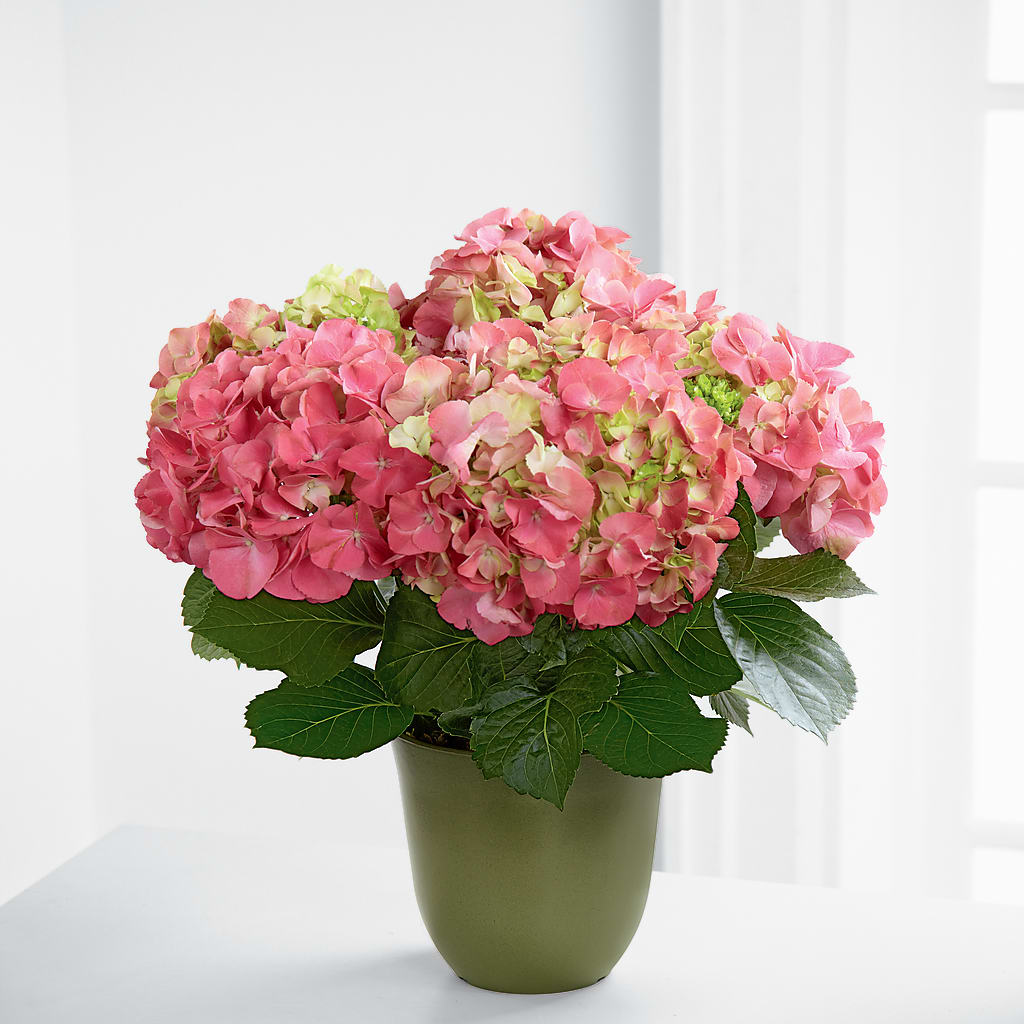 Pink Hydrangea Planter – Paola Parra Flowers, Clermont FL