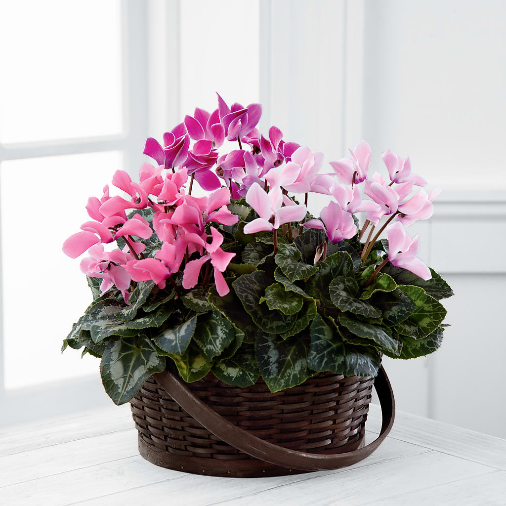 Mixed Cyclamen Planter – Paola Parra Flowers, Clermont FL
