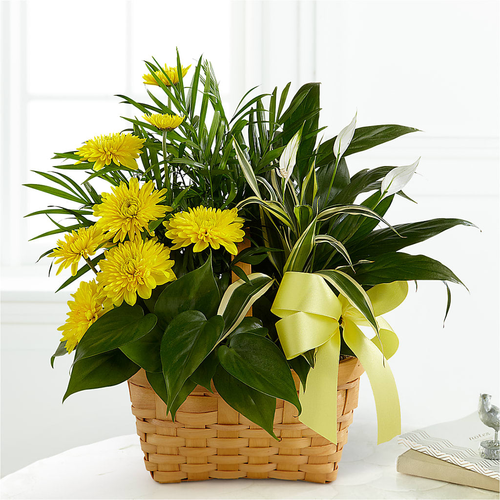 Loving Light Dishgarden – Paola Parra Flowers, Clermont FL