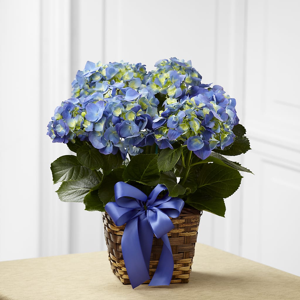 Blue Hydrangea Planter – Paola Parra Flowers, Clermont FL