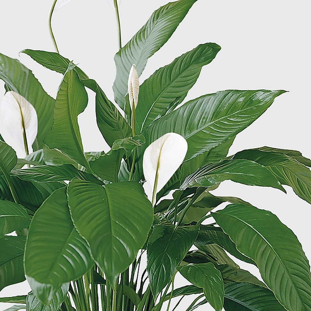 Tranquil Moments Peace Lily Plant – Paola Parra Flowers, Clermont FL