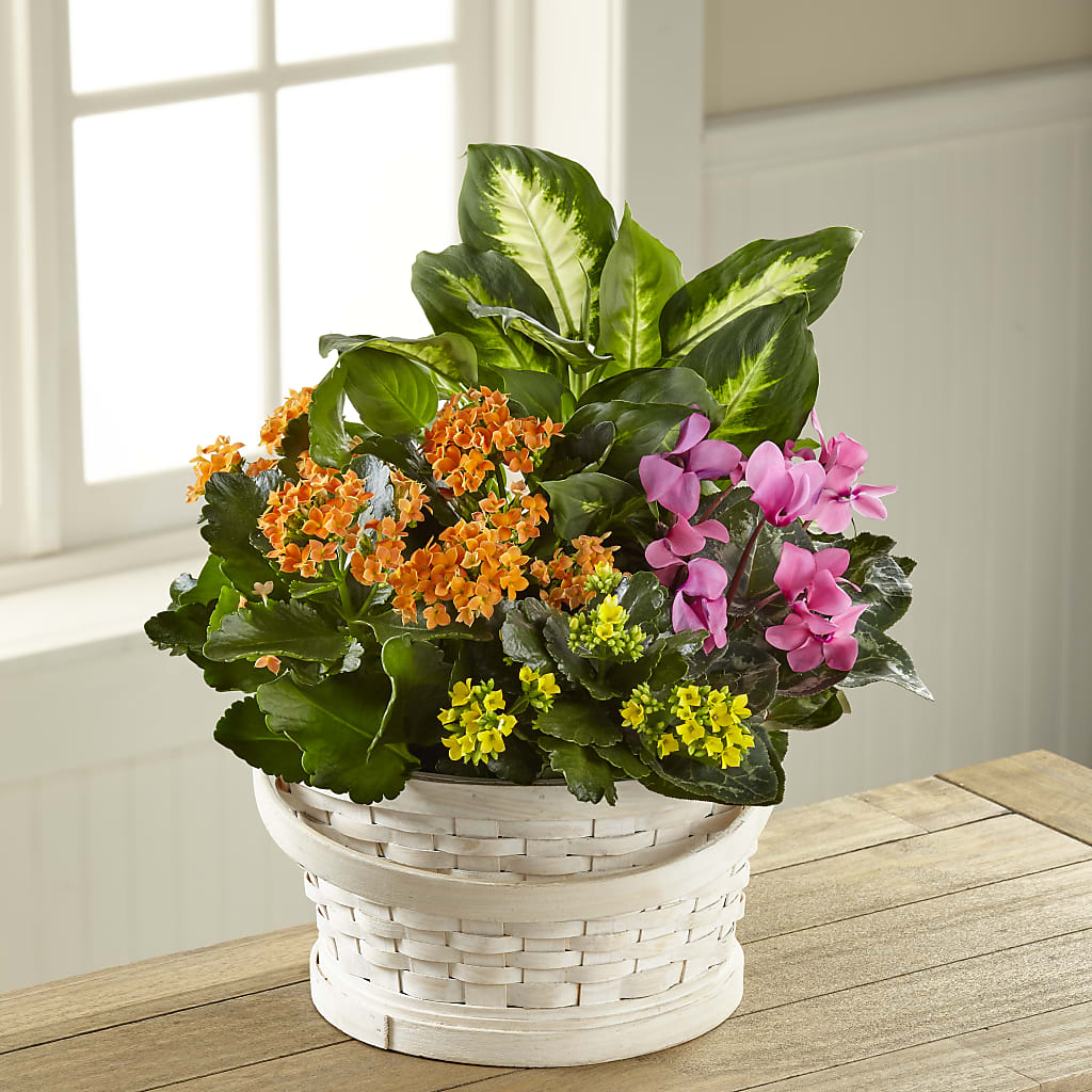 Color Crush Dishgarden – Paola Parra Flowers, Clermont FL