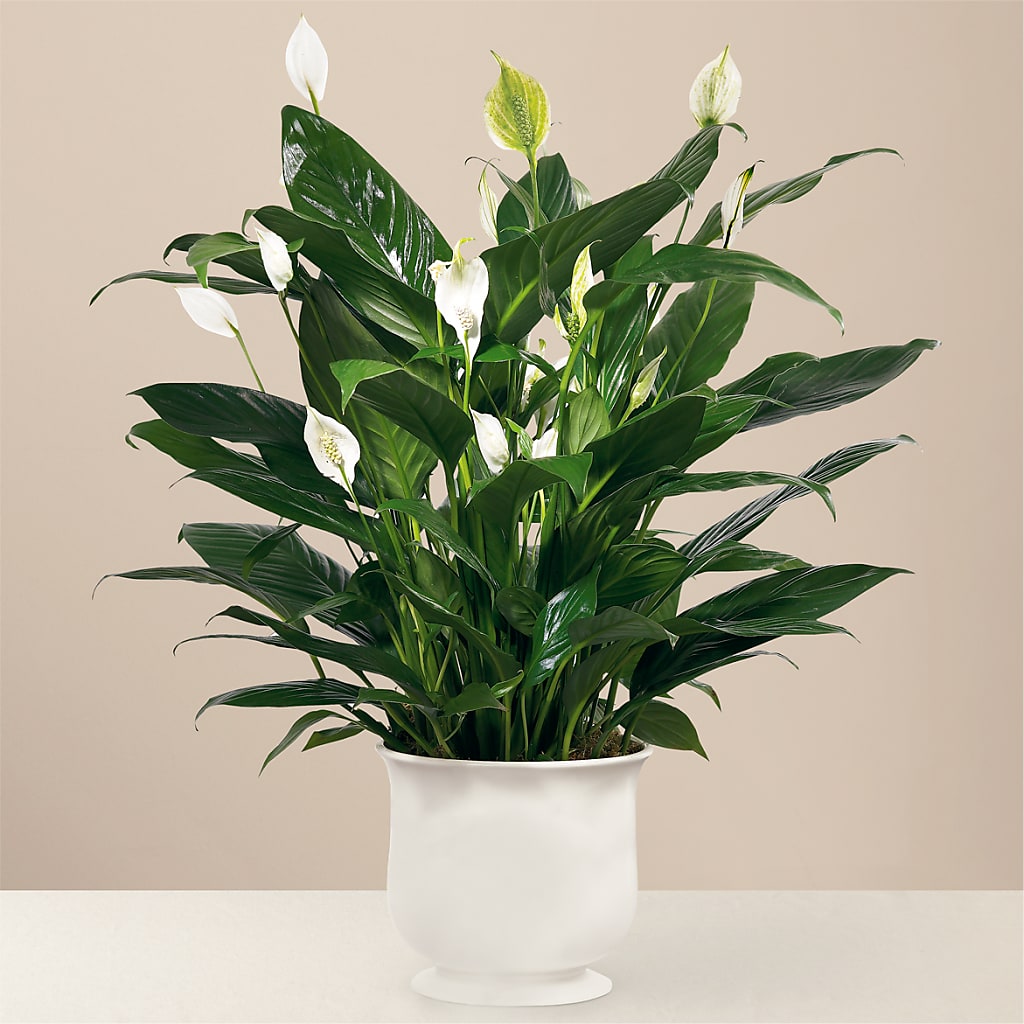 Comfort Planter – Paola Parra Flowers, Clermont FL