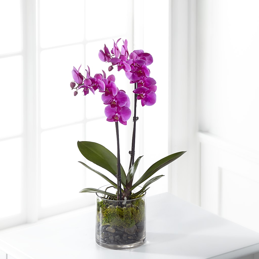 Pink Orchid Plant – Paola Parra Flowers, Clermont FL