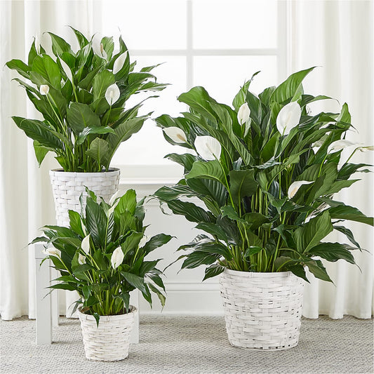 A New Leaf Peace Lily – Paola Parra Flowers, Clermont FL