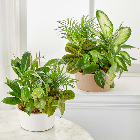 Balance & Harmony Dishgarden – Paola Parra Flowers, Clermont FL