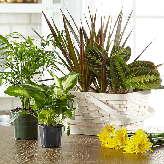 Florist Designed Blooming and Green Plants in a Basket –  Paola Parra Flowers, Clermont FL