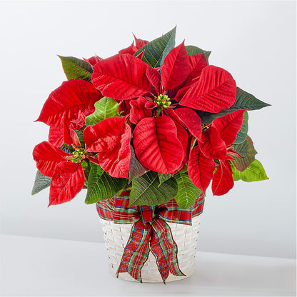 Happiest Holidays Poinsettia –  Paola Parra Flowers, Clermont FL
