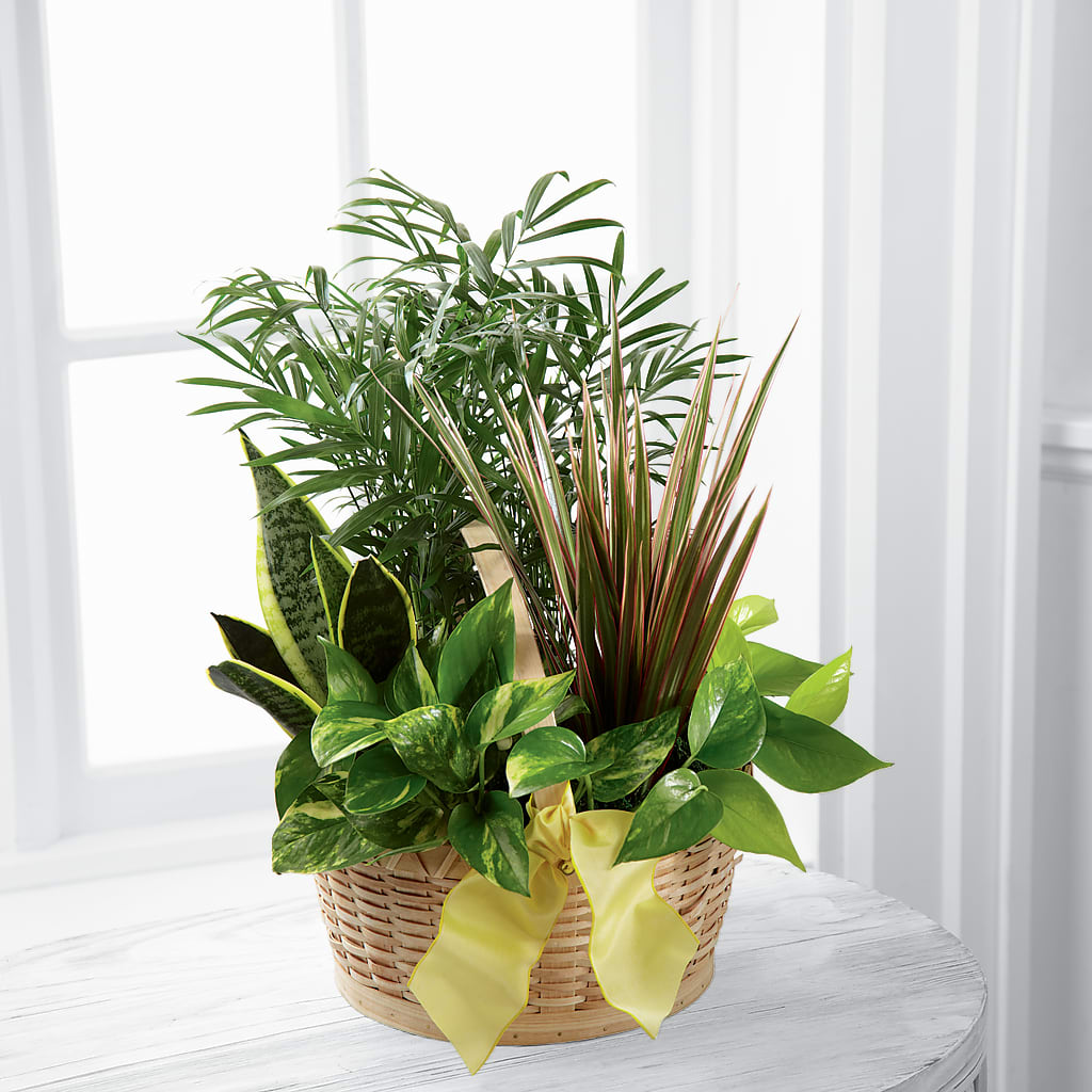 French Garden –  Paola Parra Flowers, Clermont FL