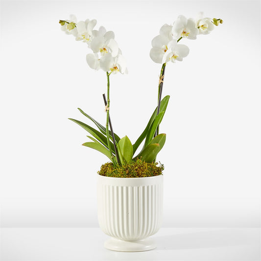 Whispering White Orchid –  Paola Parra Flowers, Clermont FL