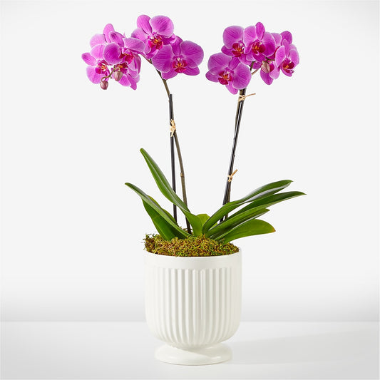 Friendly Fuchsia Orchid –  Paola Parra Flowers, Clermont FL