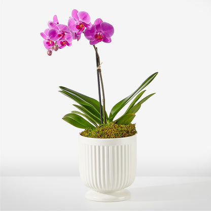 Friendly Fuchsia Orchid –  Paola Parra Flowers, Clermont FL