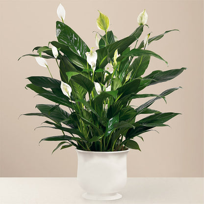 Comfort Planter –  Paola Parra Flowers, Clermont FL