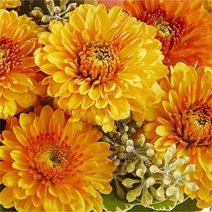 Peachy Pumpkin –  Paola Parra Flowers, Clermont FL