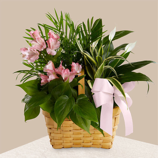 Living Spirit Dishgarden –  Paola Parra Flowers, Clermont FL