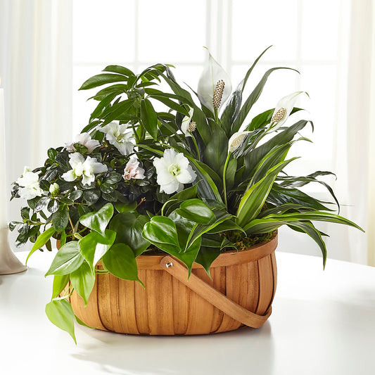 Serene Dishgarden –  Paola Parra Flowers, Clermont FL