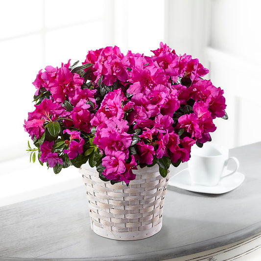 Hope & Serenity Azalea Plant –  Paola Parra Flowers, Clermont FL