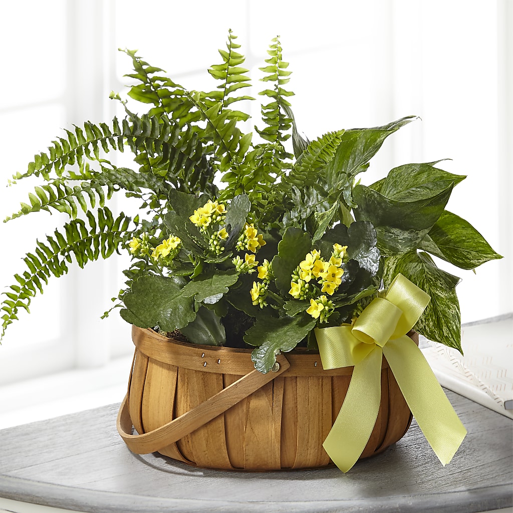 Always Dear Dishgarden –  Paola Parra Flowers, Clermont FL