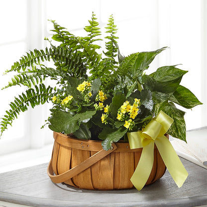 Always Dear Dishgarden –  Paola Parra Flowers, Clermont FL