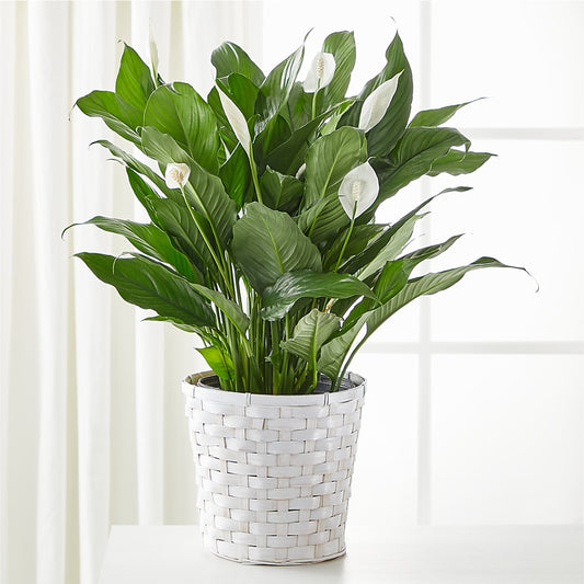 A New Leaf Peace Lily –  Paola Parra Flowers, Clermont FL