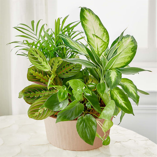 Balance & Harmony Dishgarden –  Paola Parra Flowers, Clermont FL