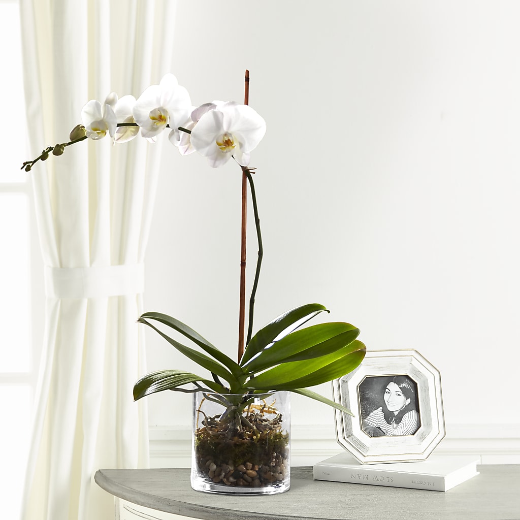 White Orchid Planter –  Paola Parra Flowers, Clermont FL