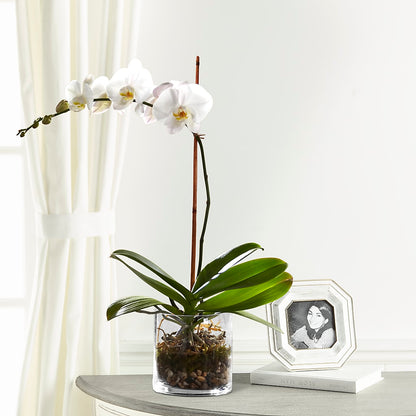 White Orchid Planter –  Paola Parra Flowers, Clermont FL